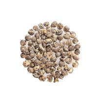Jasmine Pearls Tea